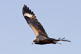 Image. Black-breasted Buzzard