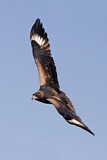 Image. Black-breasted Buzzard