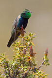 Image. Black-breasted Hillstar