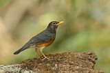 Image. Black-breasted Thrush