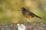 Image. Black-breasted Thrush