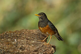 Image. Black-breasted Thrush