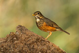 Image. Black-breasted Thrush