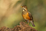 Image. Black-breasted Thrush