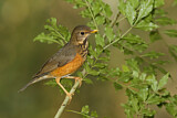Image. Black-breasted Thrush