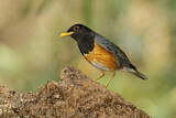 Image. Black-breasted Thrush