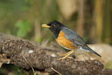 Image. Black-breasted Thrush