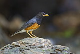 Image. Black-breasted Thrush