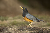 Image. Black-breasted Thrush