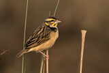 Image. Black-breasted Weaver