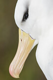 Image. Black-browed Albatross