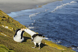 Image. Black-browed Albatross