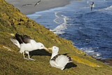 Image. Black-browed Albatross