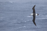 Image. Black-browed Albatross