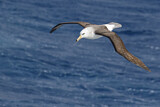 Image. Black-browed Albatross