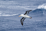 Image. Black-browed Albatross