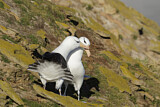 Image. Black-browed Albatross