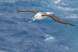 Image. Black-browed Albatross