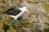 Image. Black-browed Albatross