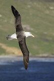 Image. Black-browed Albatross