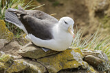 Image. Black-browed Albatross