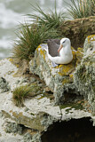 Image. Black-browed Albatross