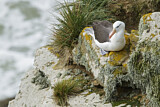 Image. Black-browed Albatross