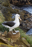 Image. Black-browed Albatross