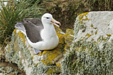 Image. Black-browed Albatross