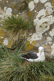 Image. Black-browed Albatross