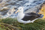 Image. Black-browed Albatross