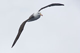 Image. Black-browed Albatross