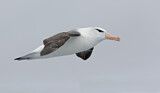 Image. Black-browed Albatross