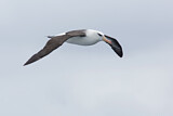 Image. Black-browed Albatross