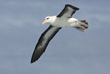 Image. Black-browed Albatross