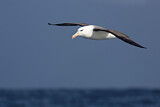 Image. Black-browed Albatross