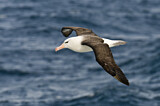 Image. Black-browed Albatross