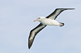 Image. Black-browed Albatross