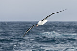 Image. Black-browed Albatross