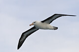 Image. Black-browed Albatross