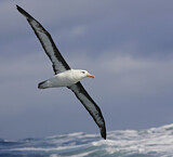 Image. Black-browed Albatross