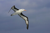 Image. Black-browed Albatross