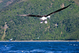 Image. Black-browed Albatross