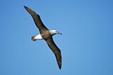 Image. Black-browed Albatross