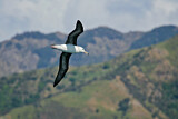 Image. Black-browed Albatross