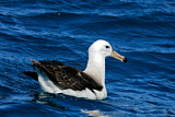 Image. Black-browed Albatross