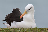 Image. Black-browed Albatross