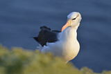 Image. Black-browed Albatross