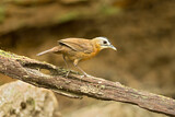 Image. Black-capped Babbler