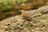 Image. Black-capped Babbler